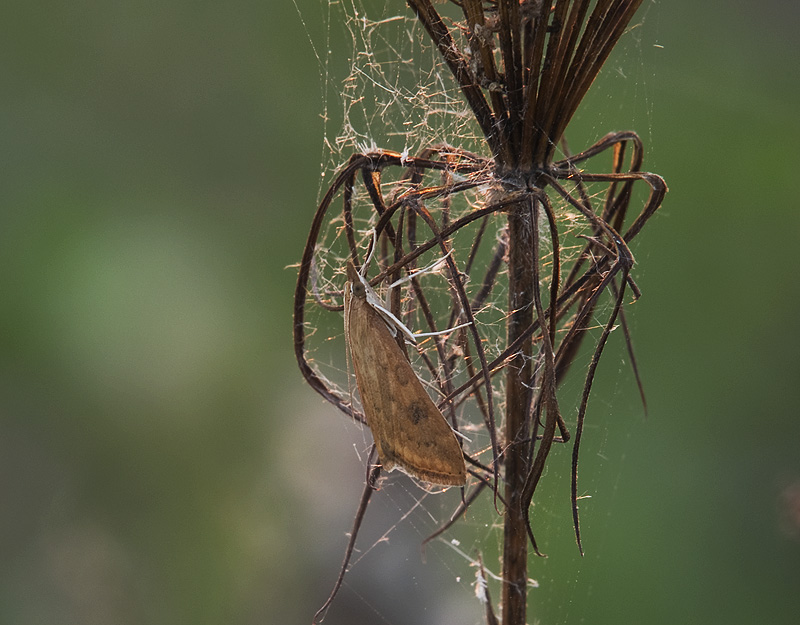 Crambidae: Udea ferrugalis